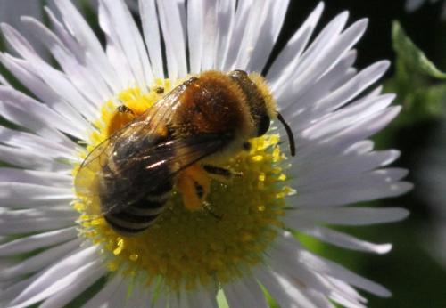 Colletes sp.